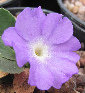 Primula 'Clarence Elliott'